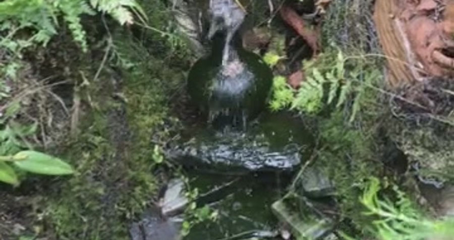 The Singing Garden is Grinning Green